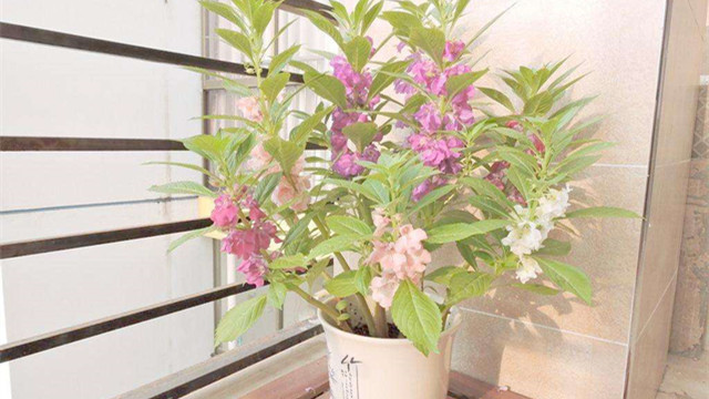 盆栽凤仙花怎么养 盆栽凤仙花怎么养