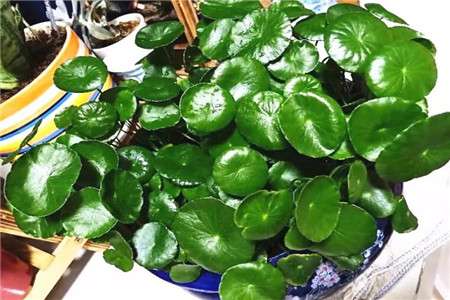 铜钱草 铜钱草