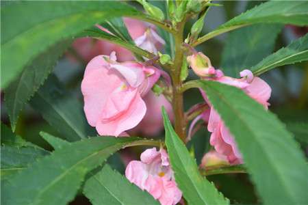 凤仙花 凤仙花