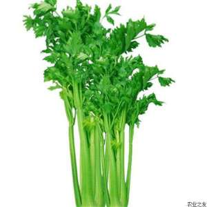 保护地越冬芹菜定植及肥水管理技术