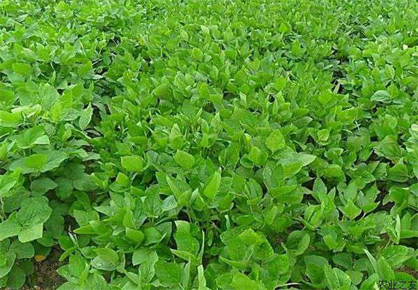 毛豆种植之高产九措施