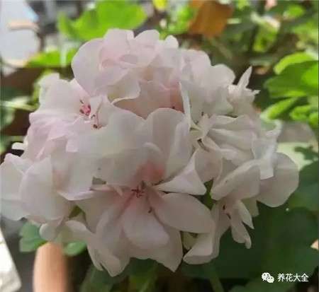 天竺葵 天竺葵