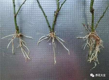 插穗 插穗