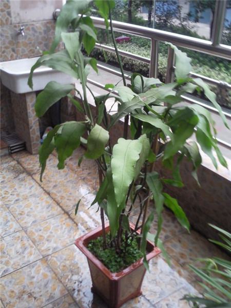昙花换盆 昙花换盆
