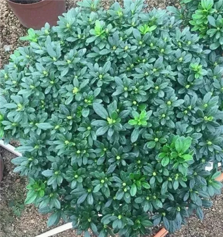 健康恢复 健康恢复