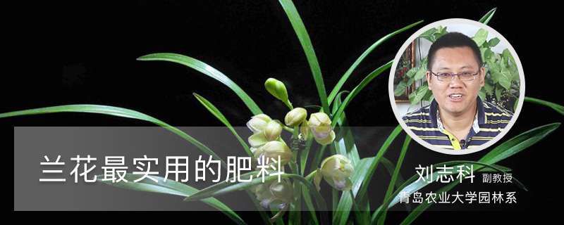 兰花最实用的肥料 兰花最实用的肥料