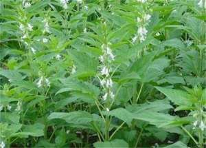 芝麻茎点枯病的症状及防治方法