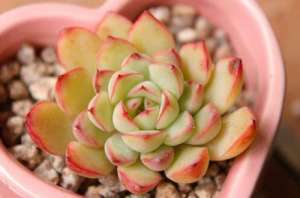 多肉植物如何防止冻伤
