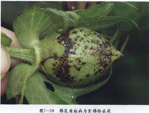 棉花细菌性角斑防治