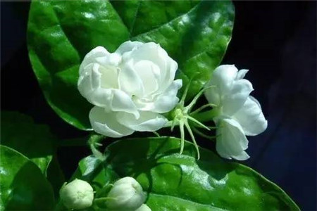 茉莉 茉莉