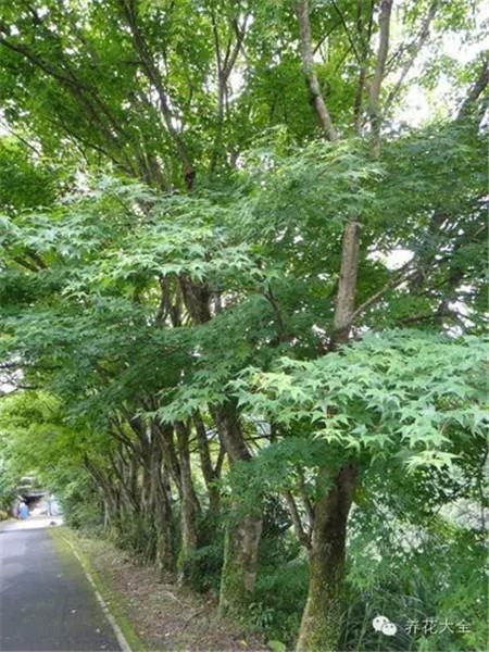 青枫 青枫