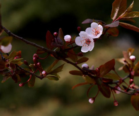 紫叶李 紫叶李