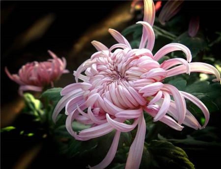 菊花 菊花