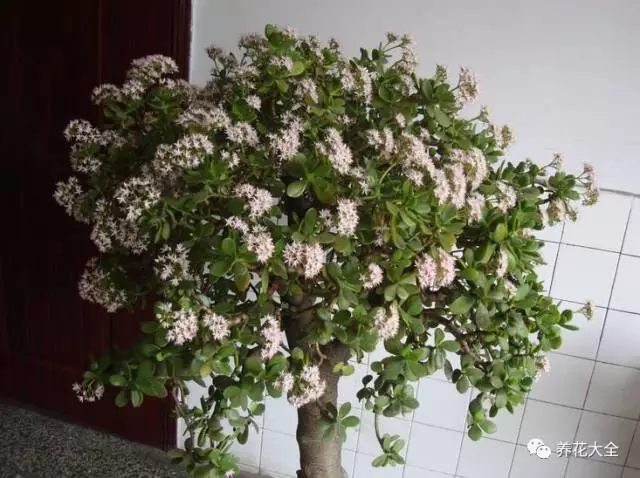 玉树