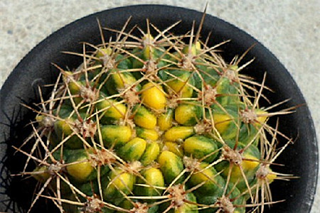 斑锦 斑锦