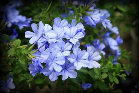 蓝花丹的花语 蓝花丹的花语