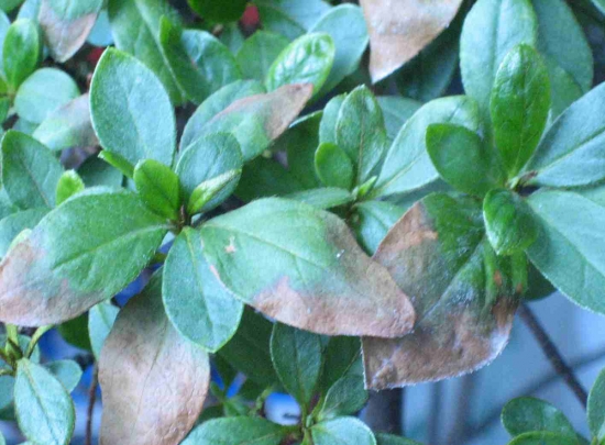 光照长期缺乏光的室内植物 光照长期缺乏光的室内植物