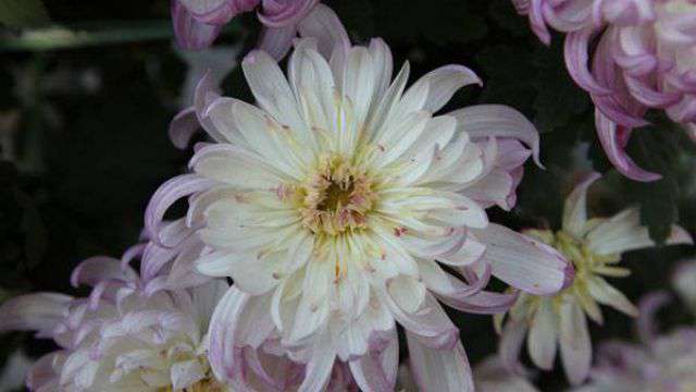 菊花怎么养护 菊花怎么养护
