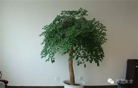 幸福树 幸福树