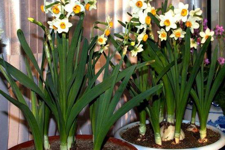水仙花 水仙花