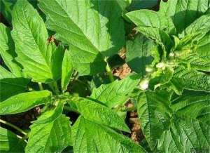 芝麻疫病防治方法