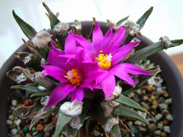 龙舌兰牡丹(Ariocarpus agavoides) 龙舌兰牡丹(Ariocarpus agavoides)