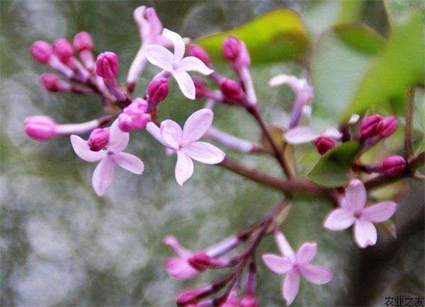 丁香花的栽培管理方法