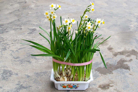 水仙花 水仙花