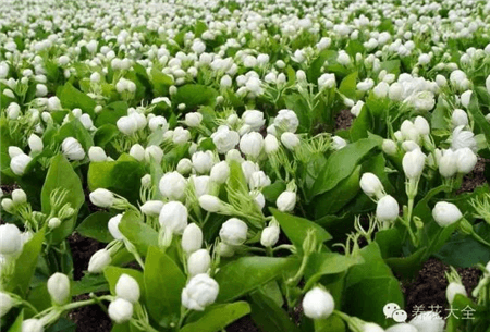茉莉施肥 茉莉施肥