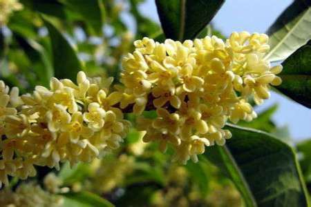 桂花 桂花