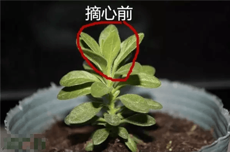 矮牵牛摘心 矮牵牛摘心