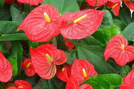 鲜花 鲜花
