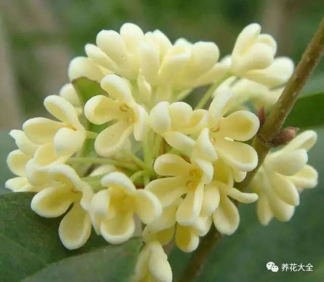 桂花 桂花
