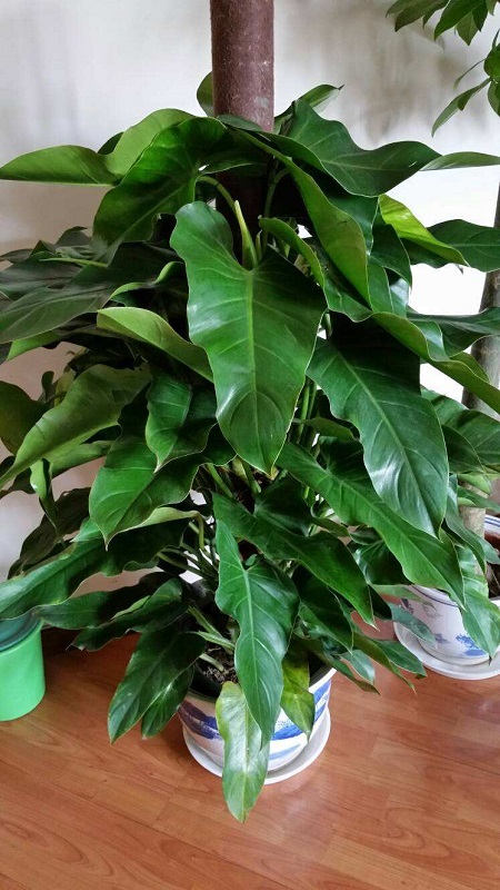 美丽的绿宝石喜林芋 美丽的绿宝石喜林芋