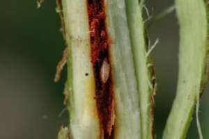 夏季种植大豆怎么防治黑潜蝇？