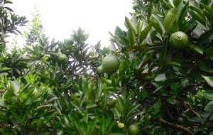 脐橙种植技术：脐橙园怎么管理好？
