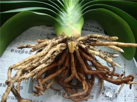 阴干 阴干