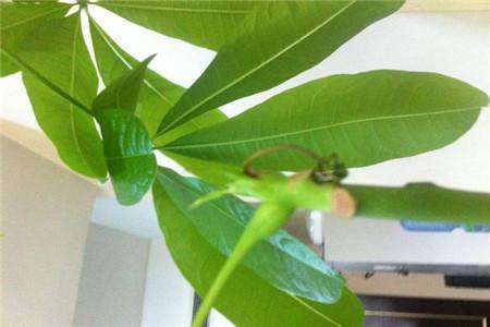 发财树新芽枯萎 发财树新芽枯萎