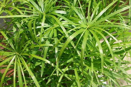 水竹 水竹