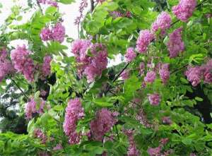 香花槐绿化慎用