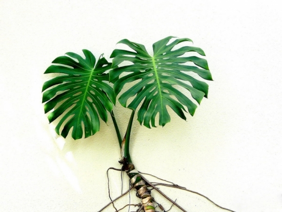 观形植物 龟背竹 观形植物 龟背竹