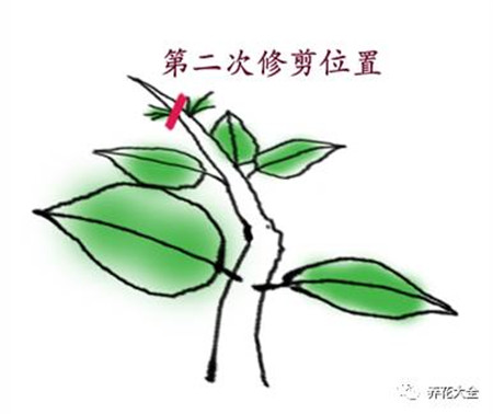 第二次修剪 第二次修剪
