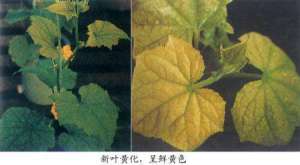 黄瓜栽培技术：秋茬黄瓜早衰怎么办？