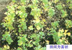 什么是芹菜枯萎病?