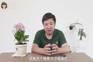长寿花怎么延长花期