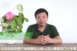 飘香藤爬多高