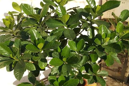 茉莉花 茉莉花