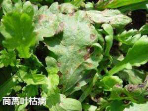 茼蒿种植：什么是茼蒿叶枯病？