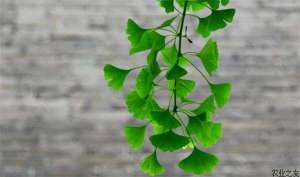 银杏种植的嫁接方法
