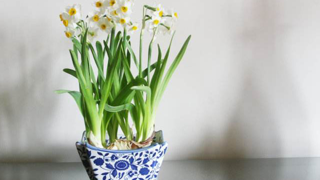 水仙花怎么浇水 水仙花怎么浇水